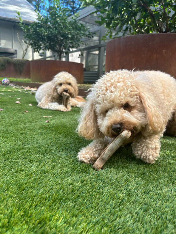 Double the Fun - 2 Bones