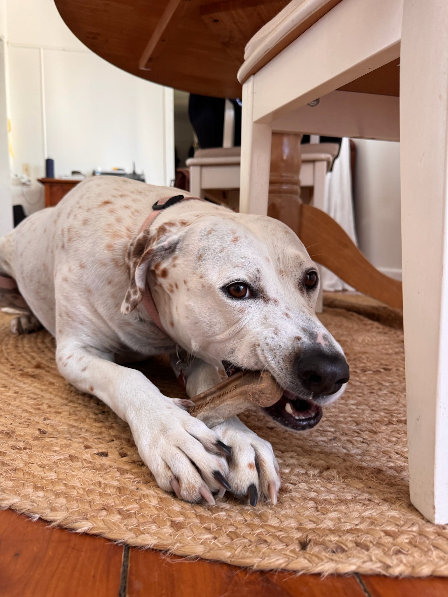 Double the Fun - 2 Bones