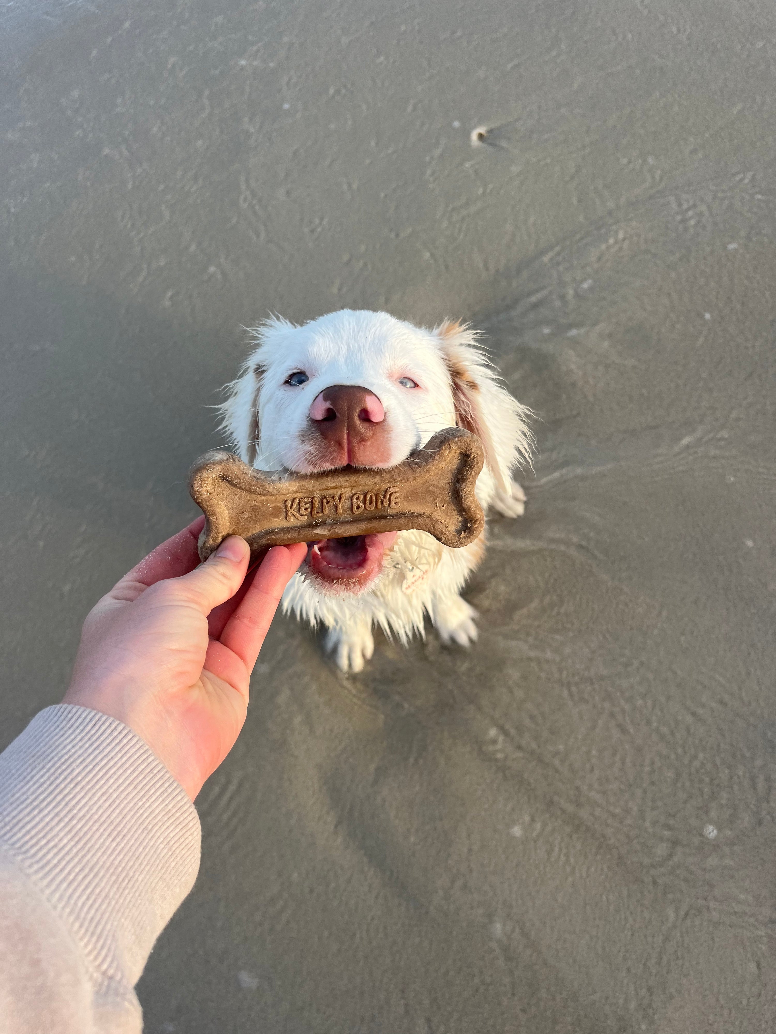 The Multipack - 4 Bones