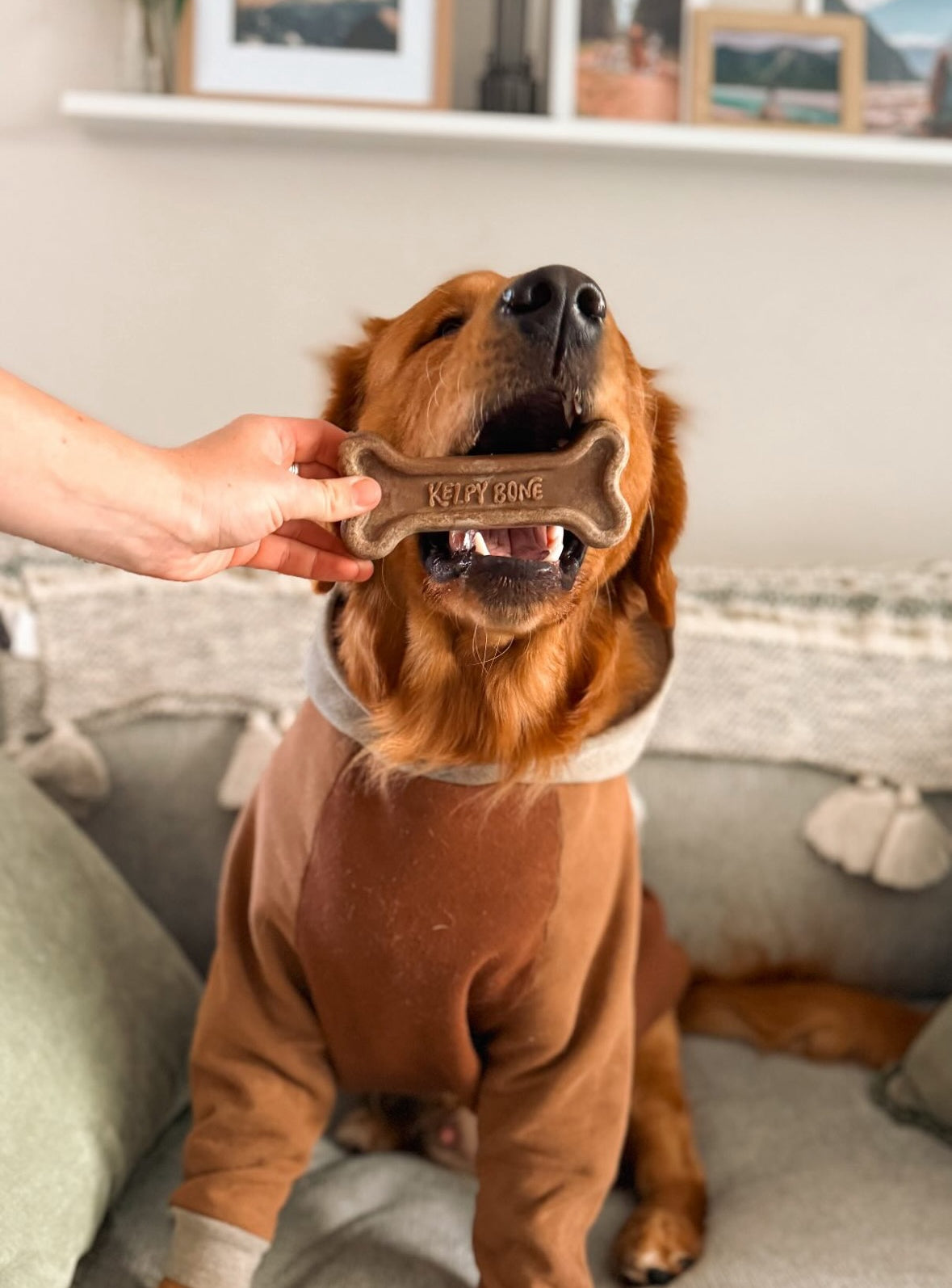 The Multipack - 4 Bones